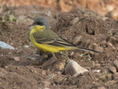 Motacilla flava thunbergi