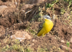 Motacilla flava flava