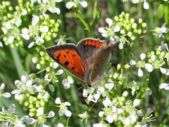 Lycaena phlaeas