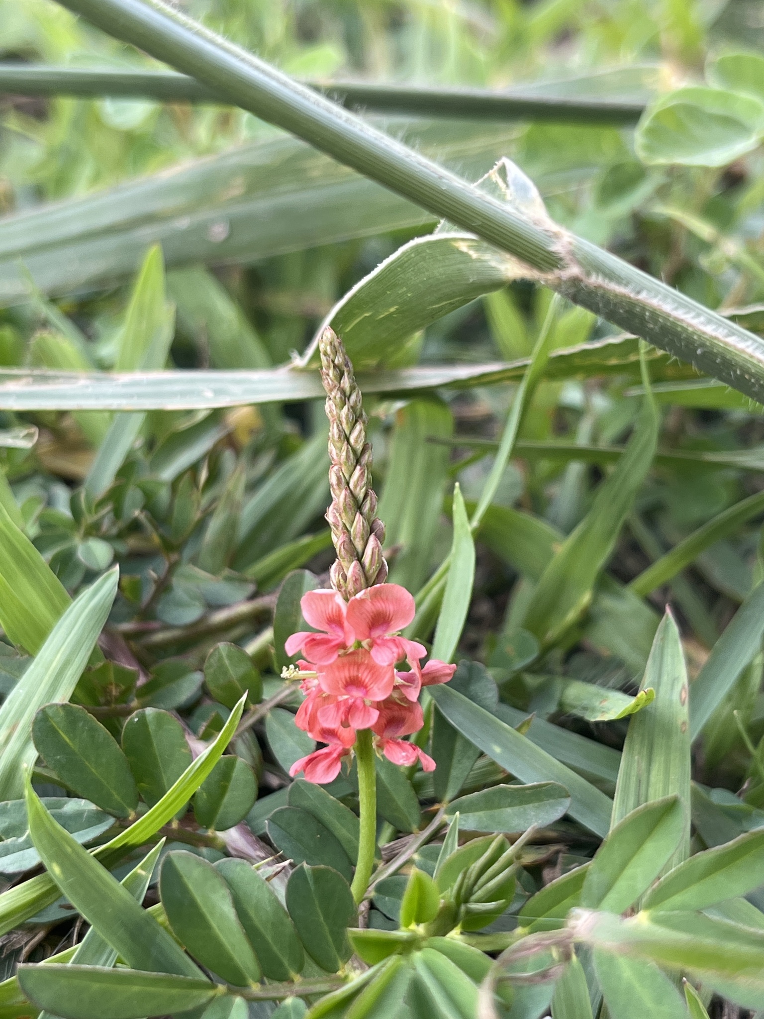 Indigofera hendecaphylla