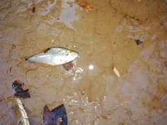 Roeboides bouchellei