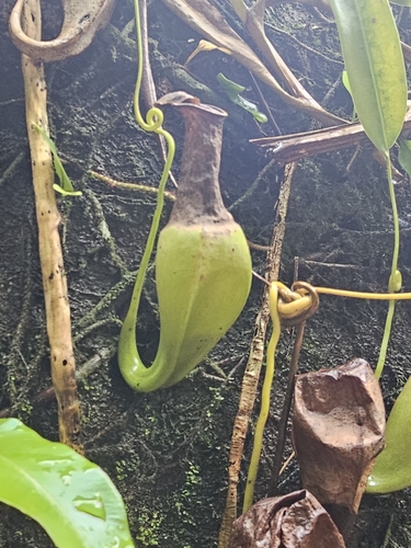 Image of Nepenthes reinwardtiana by (c) Richard Dimon, some rights reserved (CC BY)