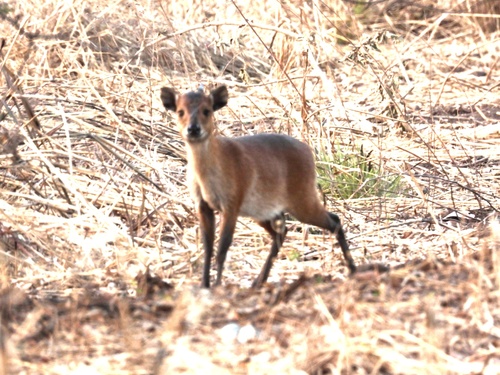 Red-flanked Duiker