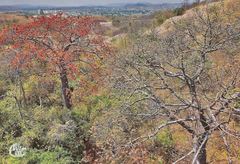 Cavanillesia platanifolia