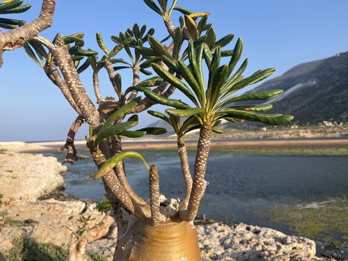 Adenium obesum