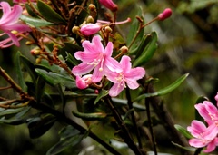 Magnoliopsida