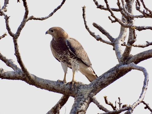 Red-necked Buzzard
