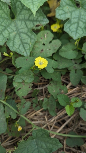 Image of Merremia hederacea by no rights reserved