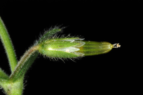 Cerastium fontanum