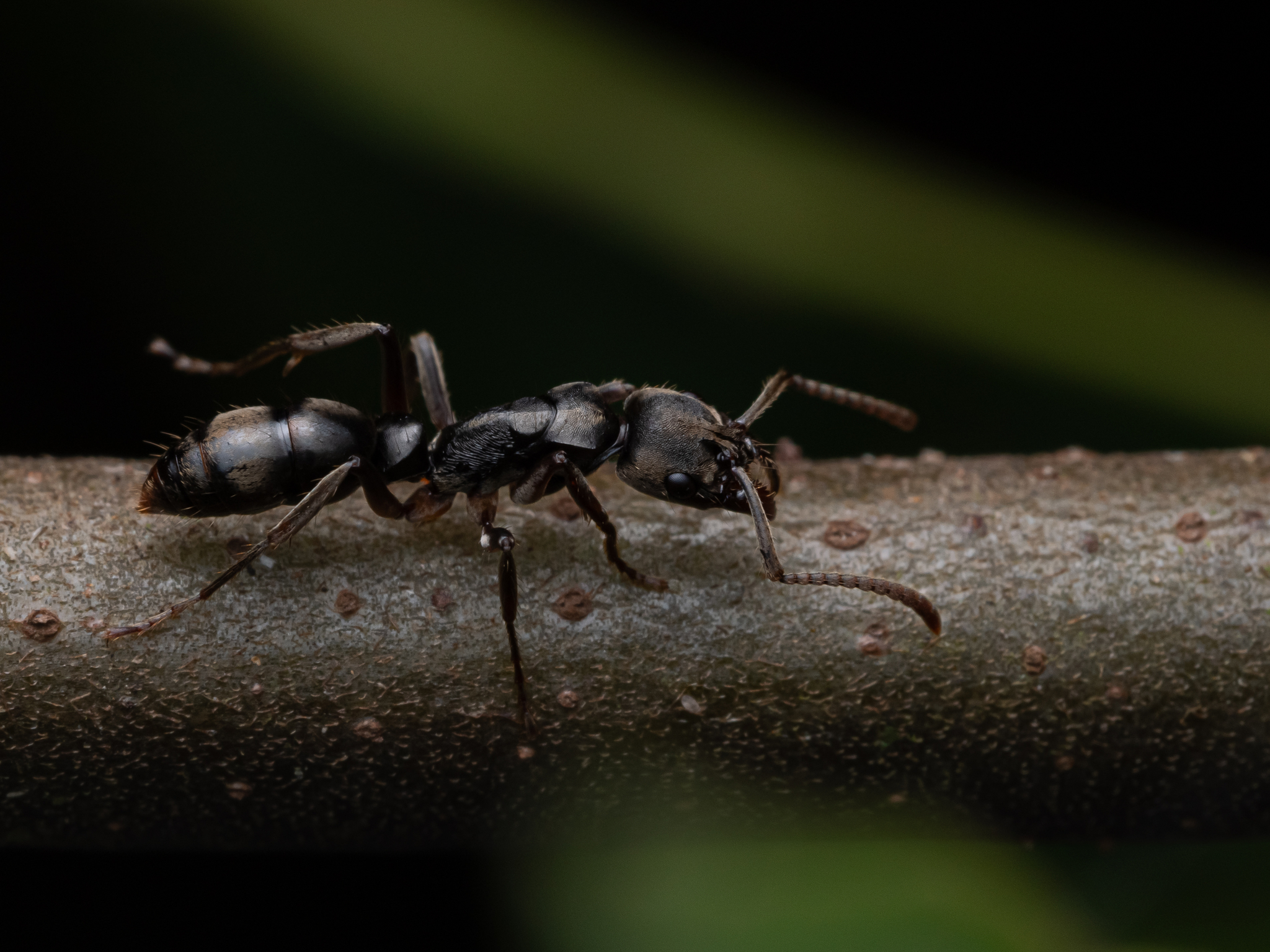 Neoponera rugosula