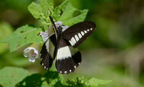White-banded Swallowtail