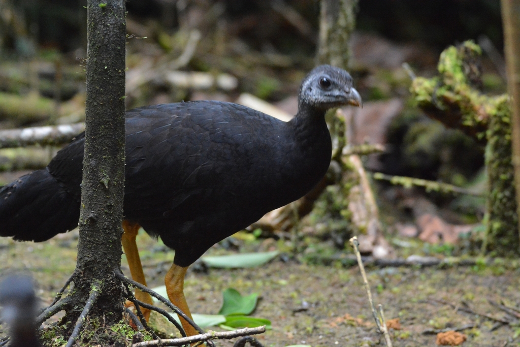 Talegalla Brush-turkeys