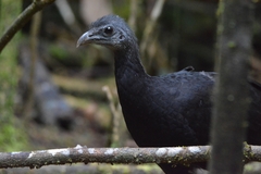 Black-Billed Brush-Turkey photo 3