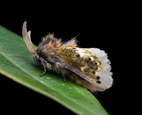 Macara alydda (Druce, 1887)