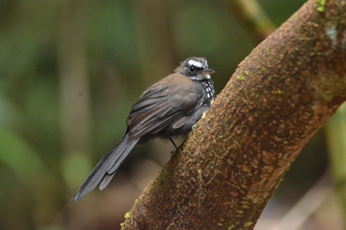 Rhipidura threnothorax observed 2024-02-11