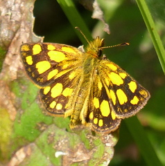 Metisella midas