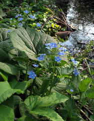 Brunnera sibirica
