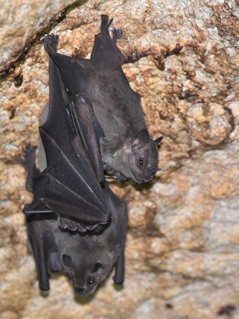 Bat From Rio Jamaican Fruit-eating Bat from Río Arriba, Arecibo 00612, Puerto Rico ...