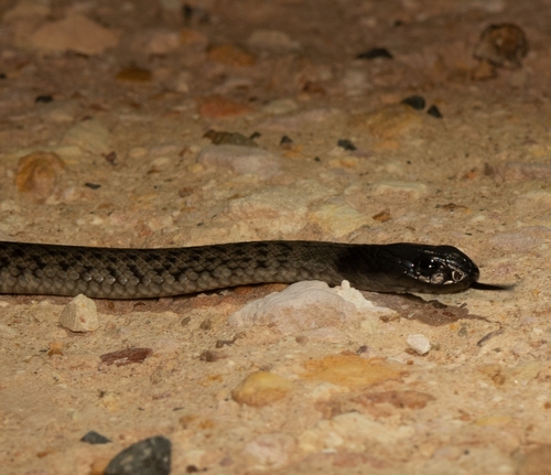 Blue-bellied Black Snake sighting