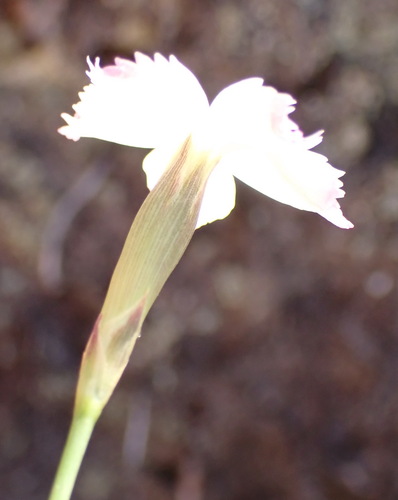 Image of White Pink (Dianthus albens) by (c) Nicola van Berkel, some rights reserved (CC BY-SA)