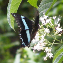 Papilio nireus