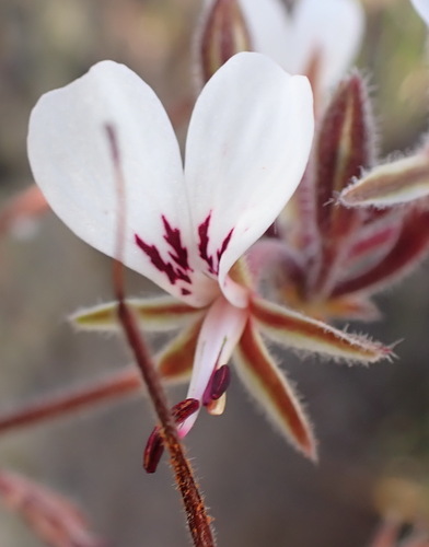 Image of Pelargonium dipetalum by (c) Nicola van Berkel, some rights reserved (CC BY-SA)