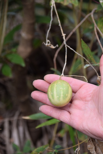 Foto de Pepino