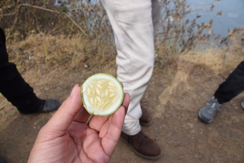 Foto de Pepino
