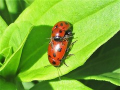 Gonioctena fornicata