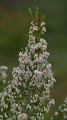 Erica arborea — photo 2