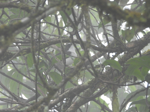 Dark-backed Sibia (Heterophasia melanoleuca), photo 10
