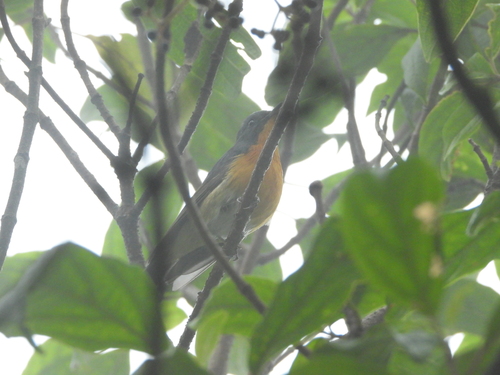 Slaty-backed Flycatcher (Ficedula erithacus), photo 7