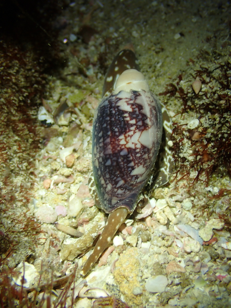 Southern Baler from Cottesloe, AU-WA, AU on June 8, 2021 at 08:47 PM by ...