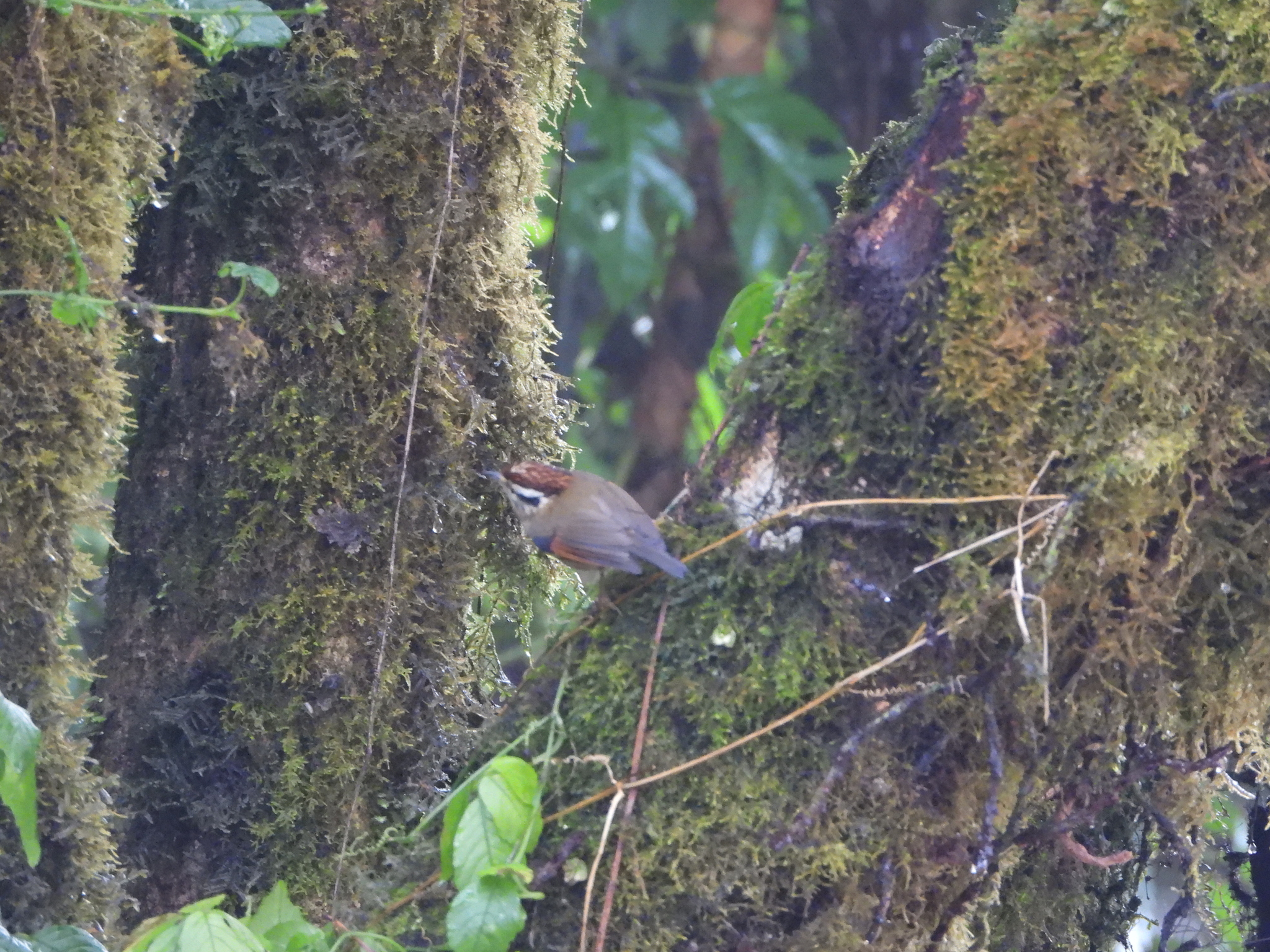 Rufous-winged Fulvetta