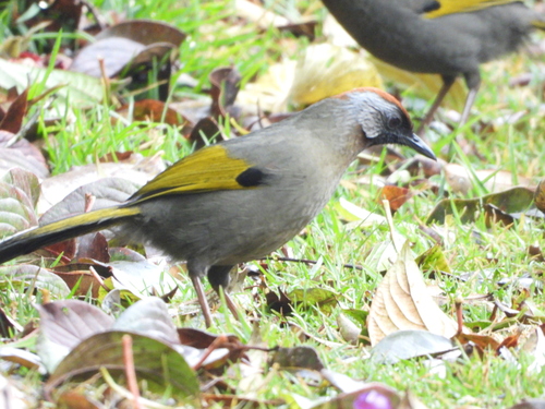 Silver-eared Laughingthrush (Trochalopteron melanostigma), photo 5