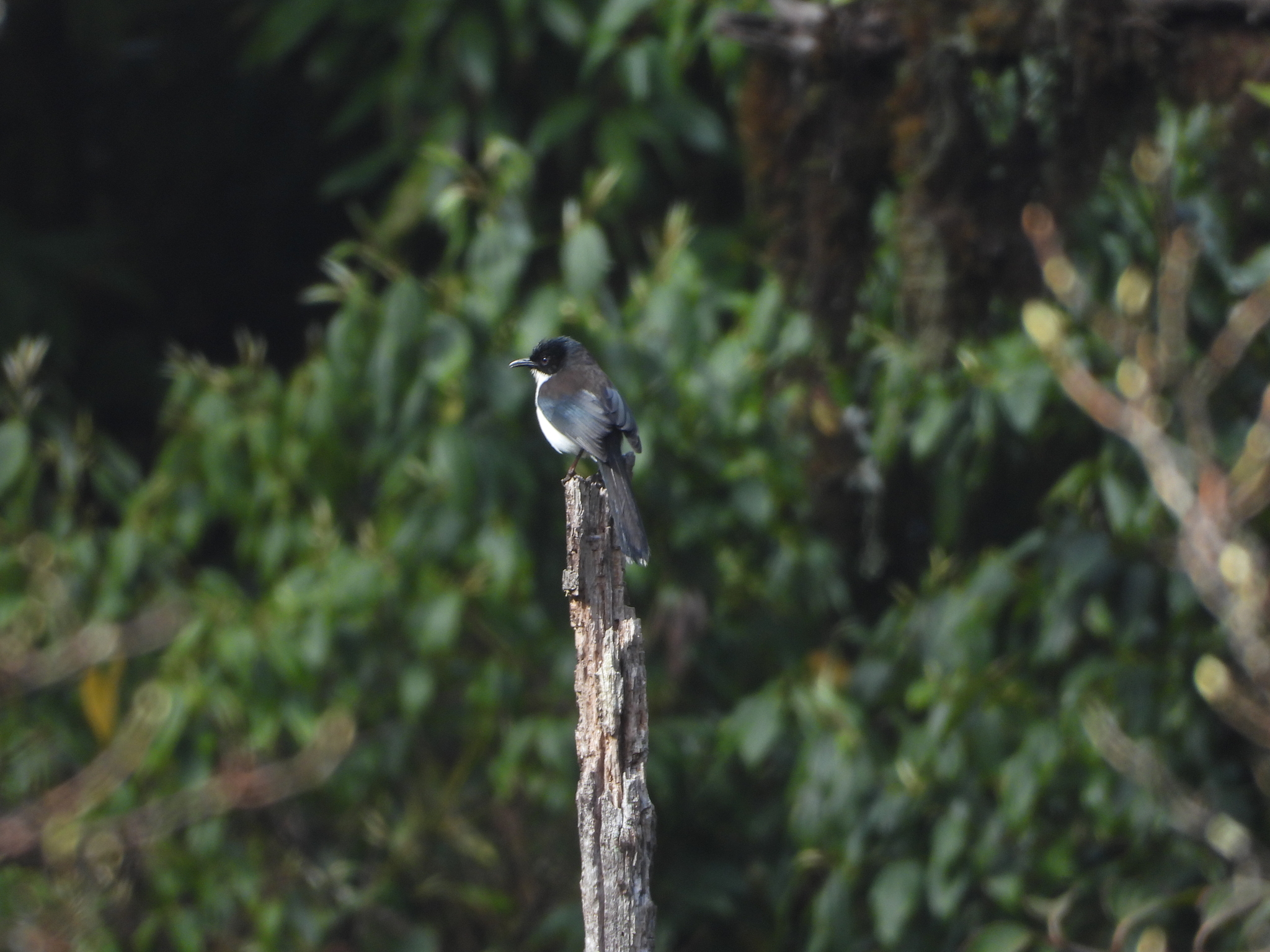 Dark-backed Sibia