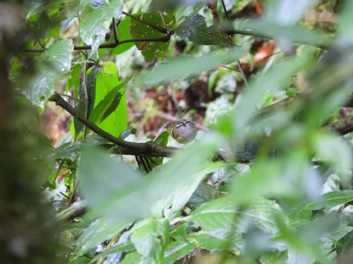 Ashy-throated Warbler (Phylloscopus maculipennis)