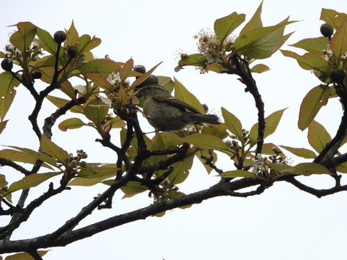 Buff-barred Warbler (Phylloscopus pulcher), photo 9