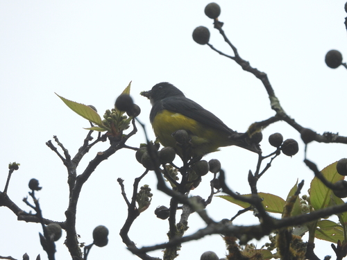 Yellow-bellied Flowerpecker (Pachyglossa melanozantha), photo 3