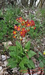 Primula × polyantha