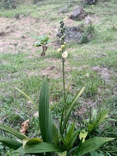 Orquídea-pomba