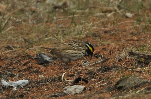 Yellow-browed Bunting, Северобайкальск, Респ. Бурятия, Россия, photo 7 of 10