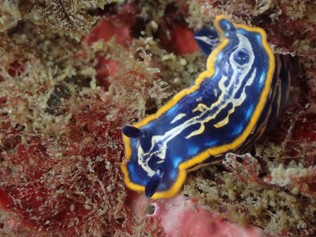 Photo of Fontandrau's doris (Felimare fontandraui)