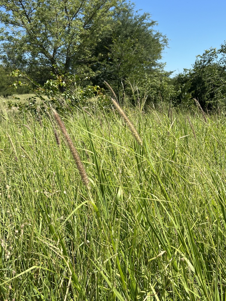 Beffelgrass buffelgrass from B8, Zambezi, NA on February 13, 2024 at 10:43 AM by mr ...