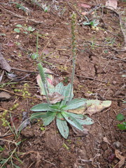 Plantago floccosa
