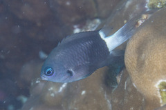 Pycnochromis margaritifer