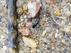 Paederidus ruficollis