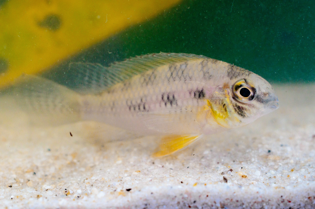 Checkerboard cichlid (Crenicara punctulatum) — Cichlidae