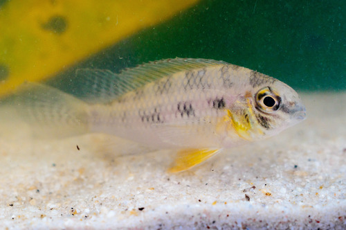 Schaakbord-dwergcichlide (Crenicara punctulatum) — Cichlidae