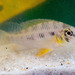 Crenicara punctulata - Photo (c) Fishipedia,  זכויות יוצרים חלקיות (CC BY-NC-ND), הועלה על ידי Fishipedia
